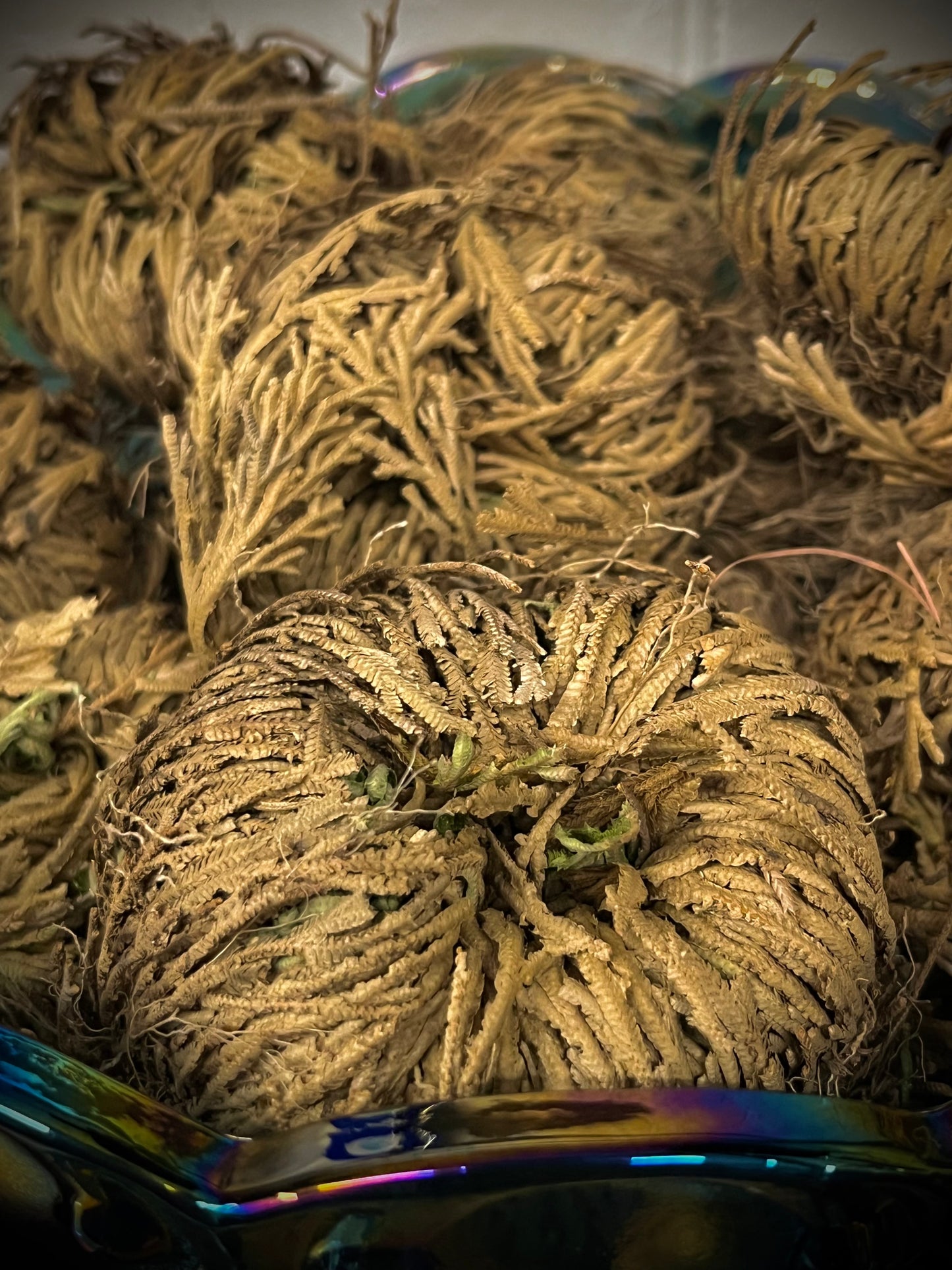 Rose of Jericho