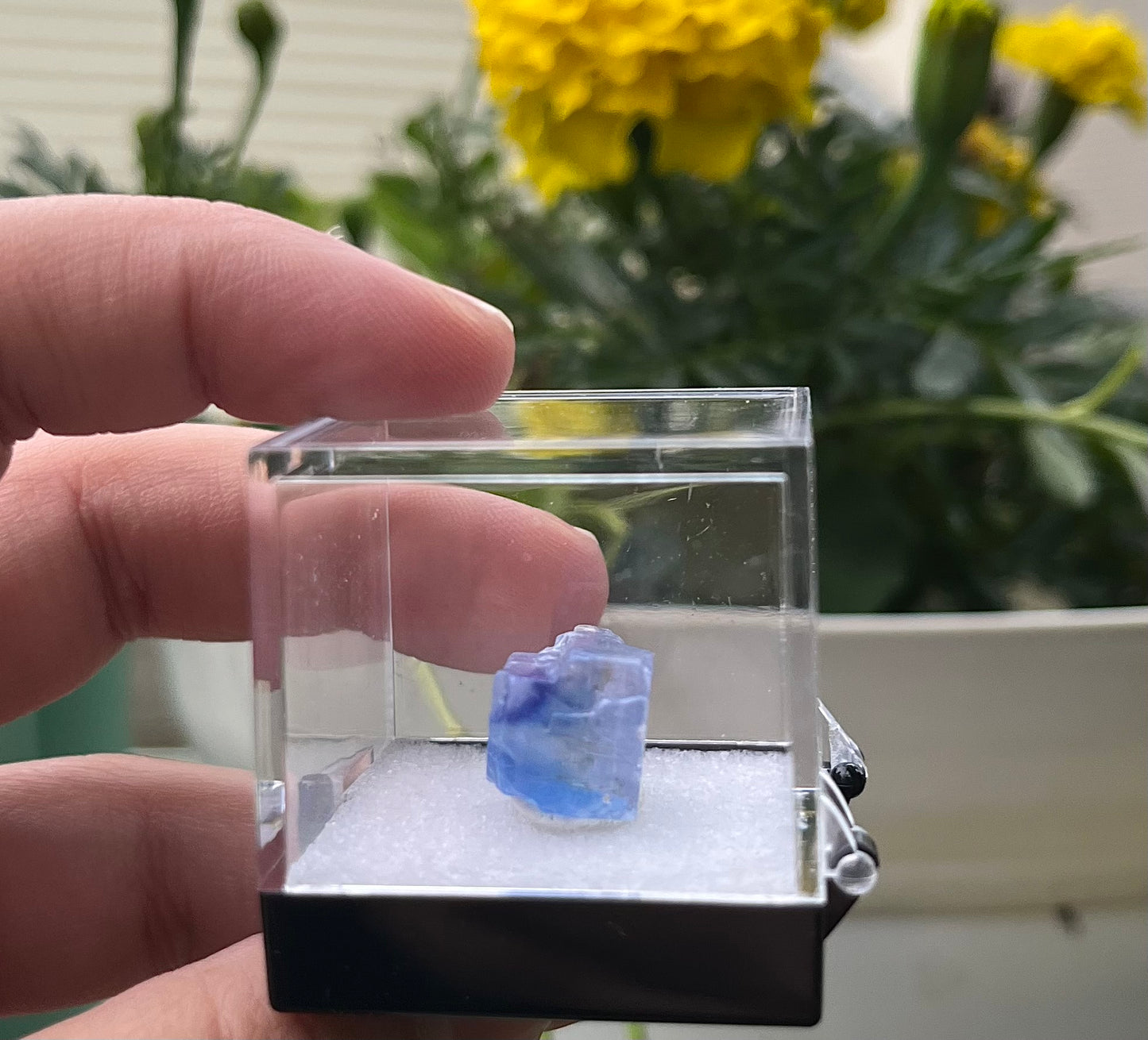 Blue Halite #1