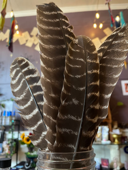 Turkey Feathers