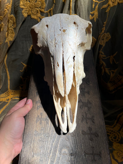 Sheep Oddity Altar with Nine Helms ✨ DISCOUNTED!