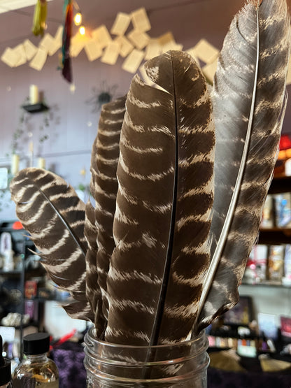 Turkey Feathers