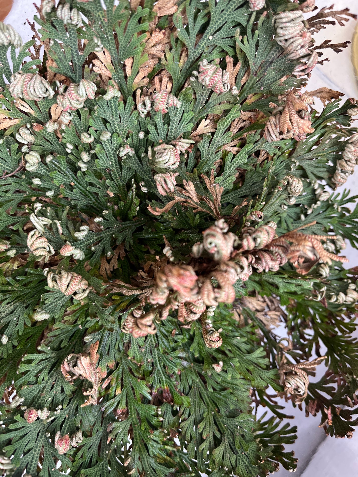 Rose of Jericho- Large