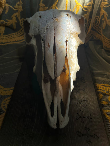 Sheep Oddity Altar with Nine Helms ✨ DISCOUNTED!