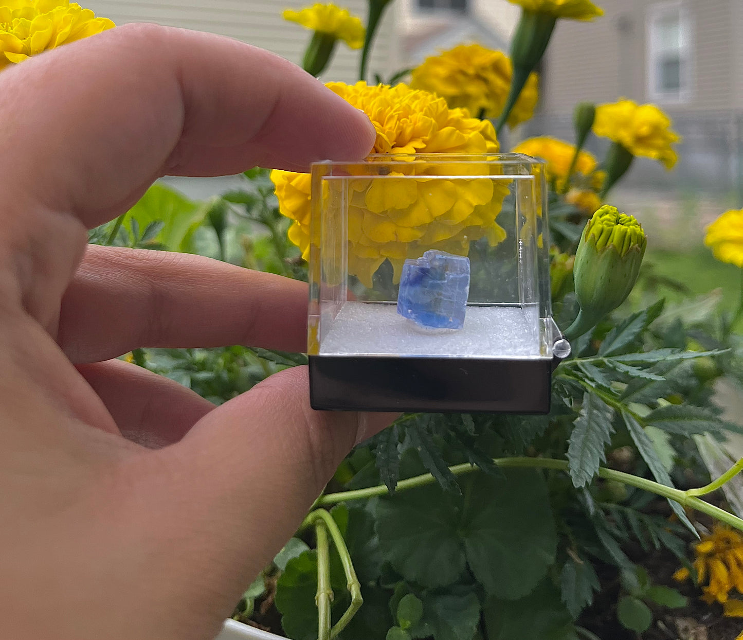 Blue Halite #1