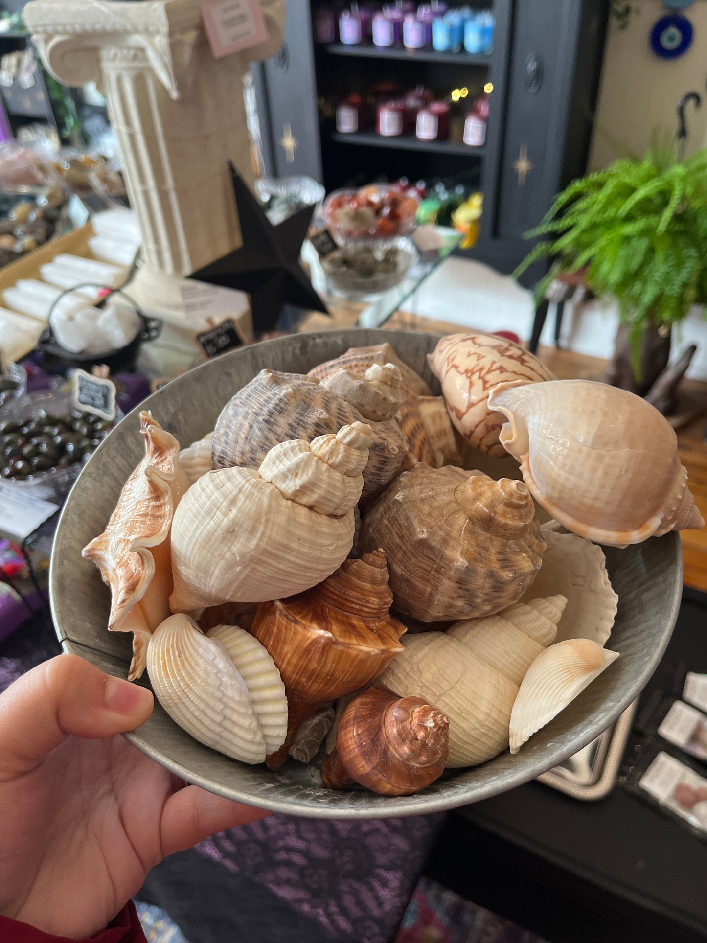 Sea Witch Shells
